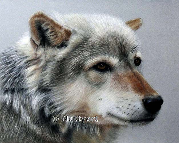 pastel wolf