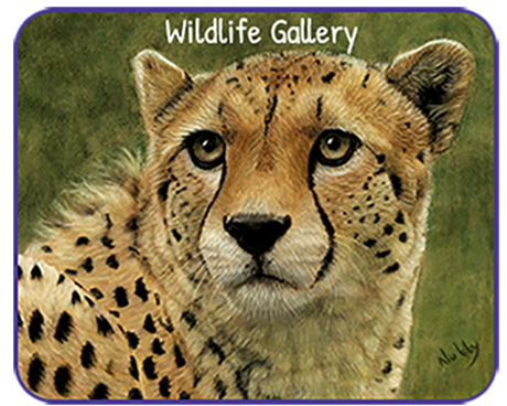 wildlife gallery